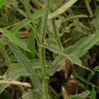 Verbena bonariensis L.